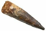 Fossil Spinosaurus Tooth - Real Dinosaur Tooth #345909-1